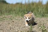 CORGI PEMBROKE 744